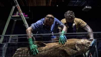 العثور على سمكة حية عمرها 420 مليون سنة