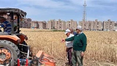 توريد 555 ألف طن قمح لصوامع الشرقية