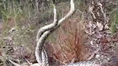 معركة بين ثعبانين ضخمين في الأدغال (فيديو )