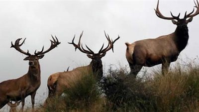 مرض فيروسي وراء نفوق نحو ألف من الأيائل في إيداهو