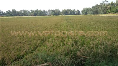 بالصور.. 4 مراحل لحصد الأرز