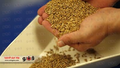 زراعة وتموين قنا تنفيان وجود قمح مغشوش بشون المحافظة
