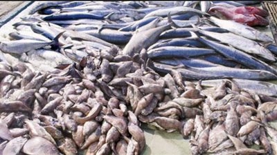 ضبط 200 كيلو أسماك فاسدة قبل ترويجها في الإسكندرية