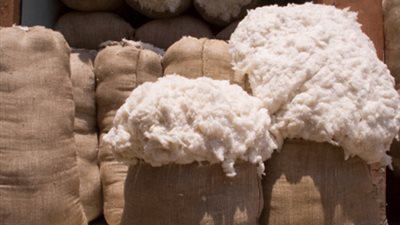 2 مليون قنطار حجم احتياجات السوق المحلى والعالمى من القطن المصرى