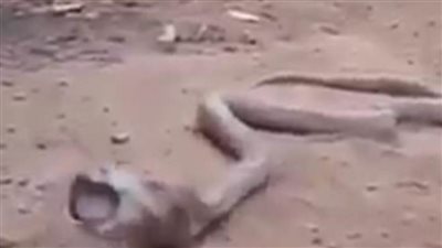 ثعبان يصارع لإخراج زجاجة من أمعائه بعد ابتلاعها في مشهد مروع | فيديو