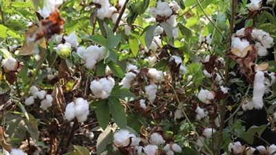 9.6 % زيادة في صادرات القطن خلال الربع الثالث لموسم «2017-2018»