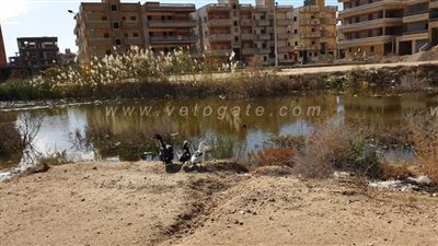 كارثة بيئية وصحية.. 40 ألف نسمة بـ 15 مايو بجمصة يعيشون في مستنقعات الصرف الصحي | صور