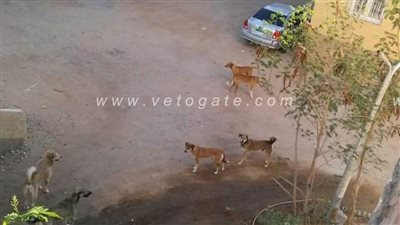 تم  رد من المسؤول.. أهالي الكيلو 8 بسفاجا يستغيثون من الكلاب الضالة | فيديو وصور