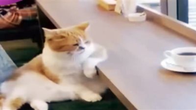 بالفيديو.. افتتاح أول مقهى خاص للقطط في لبنان نهاية العام