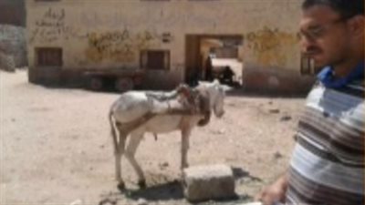 بالفيديو.. «حمار» مكان علم مصر بإحدى المدارس في أول أيام الدراسة