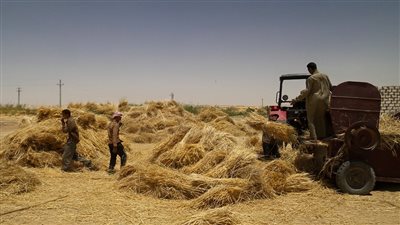 زراعة الوادى الجديد: 500 ألف طن قمح العام القادم