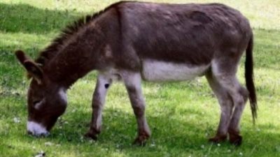 إسرائيل تطلق حملة للعناية بـ«الحمير»