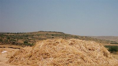 تشوين 1362 كومة من قش الأرز وتحرير 800 محضر للمخالفين بكفر الشيخ