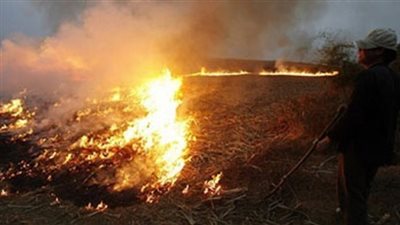 تحرير 21 محضرا لحرق قش الأرز بالشرقية