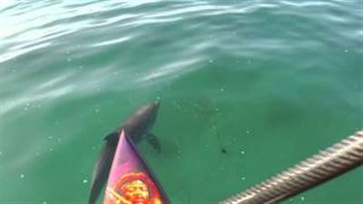 بالفيديو.. دولفين صغير يلهو أمام قارب بشاطئ كاليفورنيا