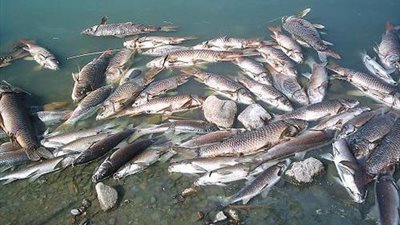 كابوس نفوق الأسماك يعاود الظهور.. الآلاف من أسماك «السلفر» تطفو على فرع النيل بمطوبس بكفر الشيخ.. الأهالي: سبب الكارثة أن مافيا زراعة الأسماك فتحت الأقفاص السمكية داخل النهر