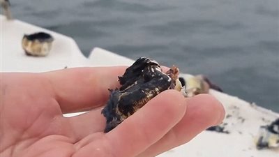 لحظة مهاجمة حوت لقارب امرأة (فيديو وصور)