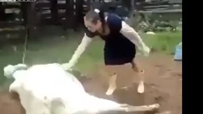 امرأة حاولت وضع يدها على «بقرة» فقذفتها في الهواء (فيديو)