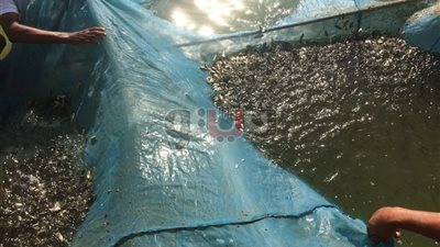 المفرخات السمكية بأسوان الطريق لتعظيم المخزون السمكي.. «تقرير»