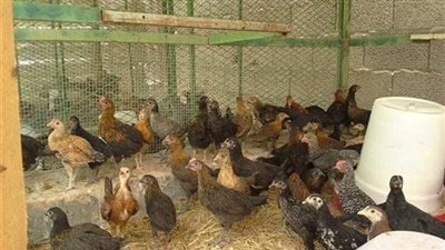 كيلو الدواجن البلدي يسجل 28 جنيها.. وكرتونة البيض بـ27 جنيها