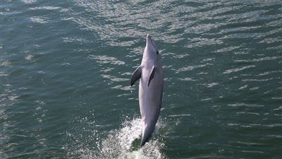 لقطات لأنثى دولفين تعلم زملاءها السباحة (فيديو وصور)