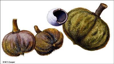 فاكهة استرالية تشفي من الأورام الخبيثة خلال أسبوعين