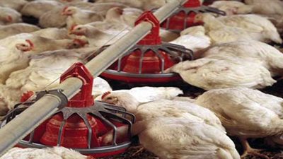 نفوق 3 آلاف كتكوت فى حريق مزرعة بطوخ