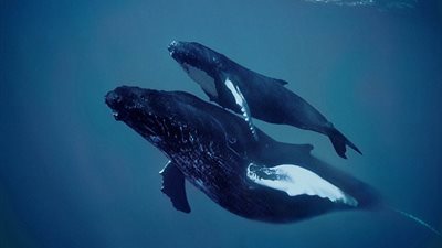 العثور على لسانين ضخمين غريبين بشاطئ أسترالي (فيديو وصور)