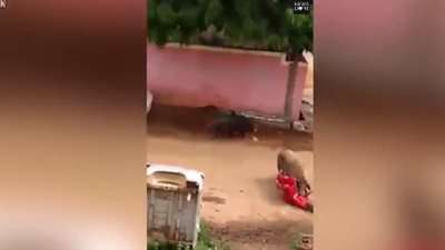 خنزيران يسحلان مسنة جنوب الهند (فيديو)