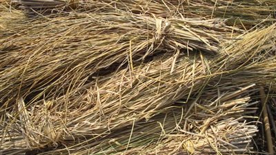 استخدام قش الأرز في صناعة الخشب الحبيبي لمواجهة السحابة السوداء