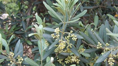 3 فناجين من منقوع أوراق الزيتون تحافظ على سلامتك من الأمراض