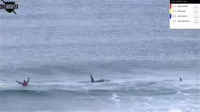 بالفيديو والصور.. حوتان قاتلان يقتحمان مسابقة ركوب أمواج