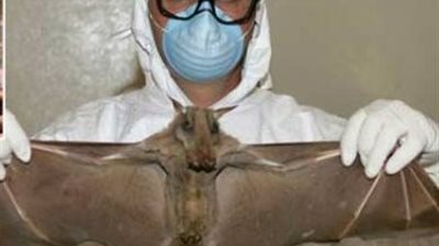 استشاري باطنة: الخفافيش تنقل فيروس 