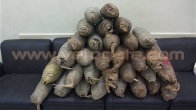 ضبط 41 كيلو بانجو في حملة أمنية بالإسماعيلية