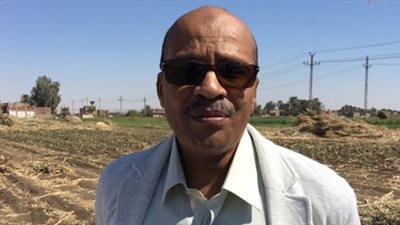 زراعة 4474 فدان قطن بأسيوط وحصاد 1232 بنسبة 27.5%