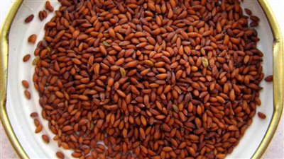 فوائد وأضرار حب الرشاد