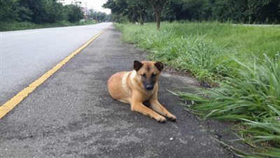 بالصور.. نهاية مأساوية لكلب انتظر عودة صاحبه على الطريق لمدة عام