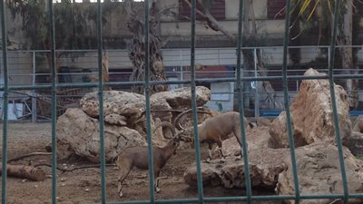 الاحتلال يسمح بنقل قرود وسلاحف حدائق غزة إلى طولكرم