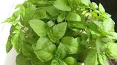 الريحان علاج طبيعي يقضي على التهابات المفاصل