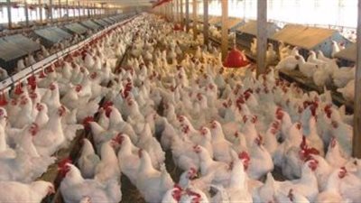 «شعبة الدواجن» تطالب بخطط اكتفاء ذاتي لكل محافظة