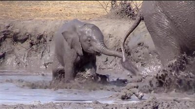 محاولات فيل صغير للخروج من بركة طينية (فيديو وصور)