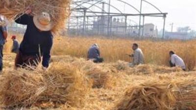 البيئة: ارتفاع معدلات جمع قش الأرز في الدقهلية