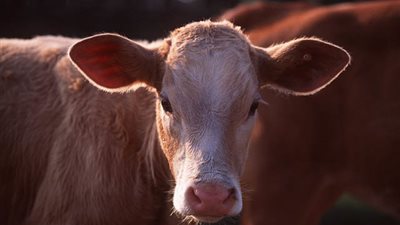 اليوم.. بدء تنفيذ حظر ذبح «عجول البتلو» بالمحافظات