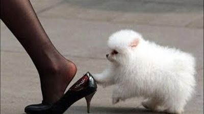 بالفيديو.. أطرف وأغرب مواقف الحيوانات