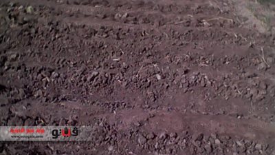 جفاف الترع يدمر محصول الأرز فى قرى الخريجين بكفر الشيخ