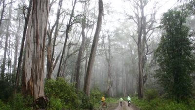 دراسة: «الغابات الأسترالية» مفتاح علاج السرطان