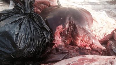 إعدام 300 كيلو لحوم منتهية الصلاحية بالإسماعيلية