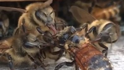 خلية تنقذ نحلة بعد سقوطها في العسل (فيديو وصور)
