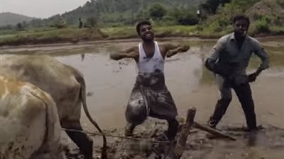 مزارعان يثيران ضجة بأداء تحدي «كيكي» بجانب ثورين (فيديو وصور)