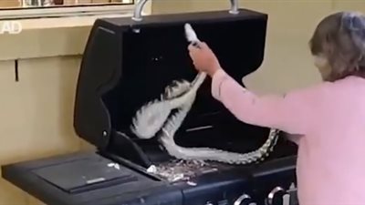 عجوز تتخلص من ثعبانين بيديها العاريتين (فيديو)